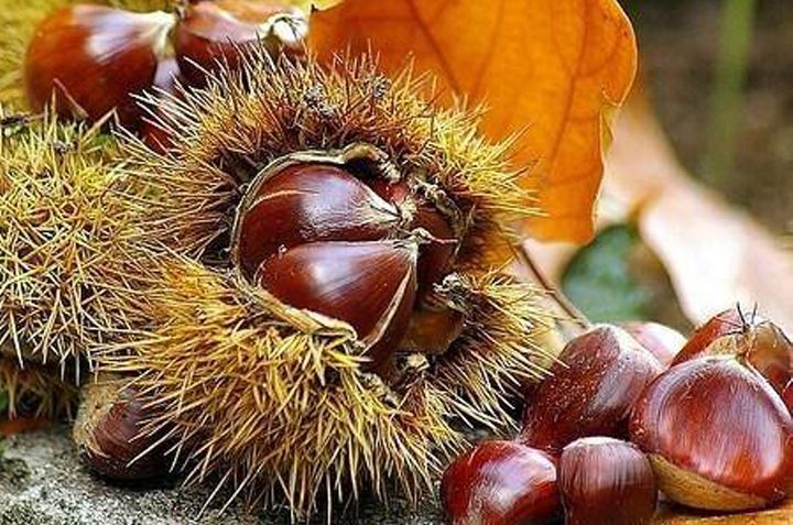 Castagne Festa del Bosco 2018 a Montone, Perugia, Umbria. La Locanda del Capitano Boutique Hotel Ristorante